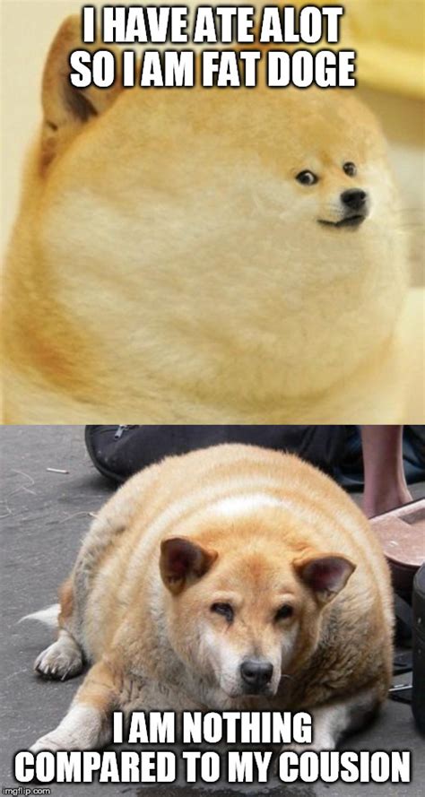 fat dog meme|chubby dog meme.